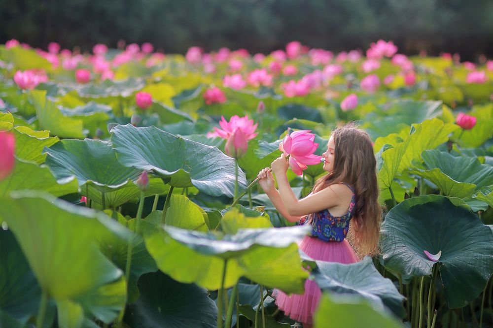 озеро лотосов