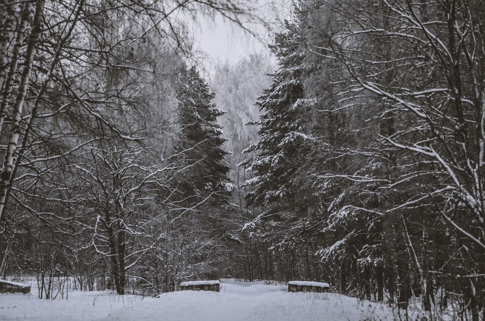 Зимняя Сказка