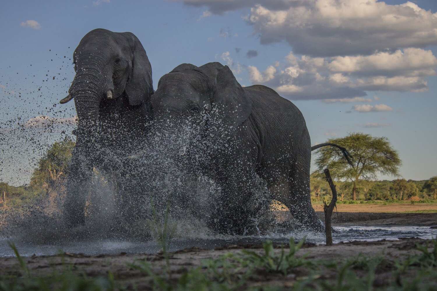Startled Elephants