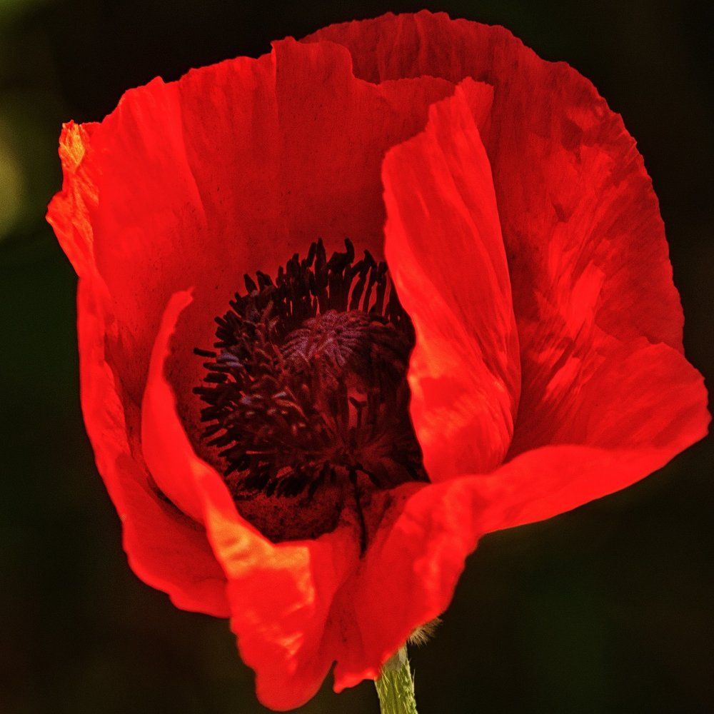 Photograph by Marcin Sokolowski - maarew