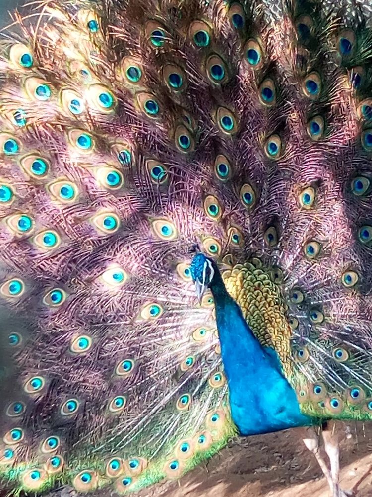 Natures Joy, PeaCock