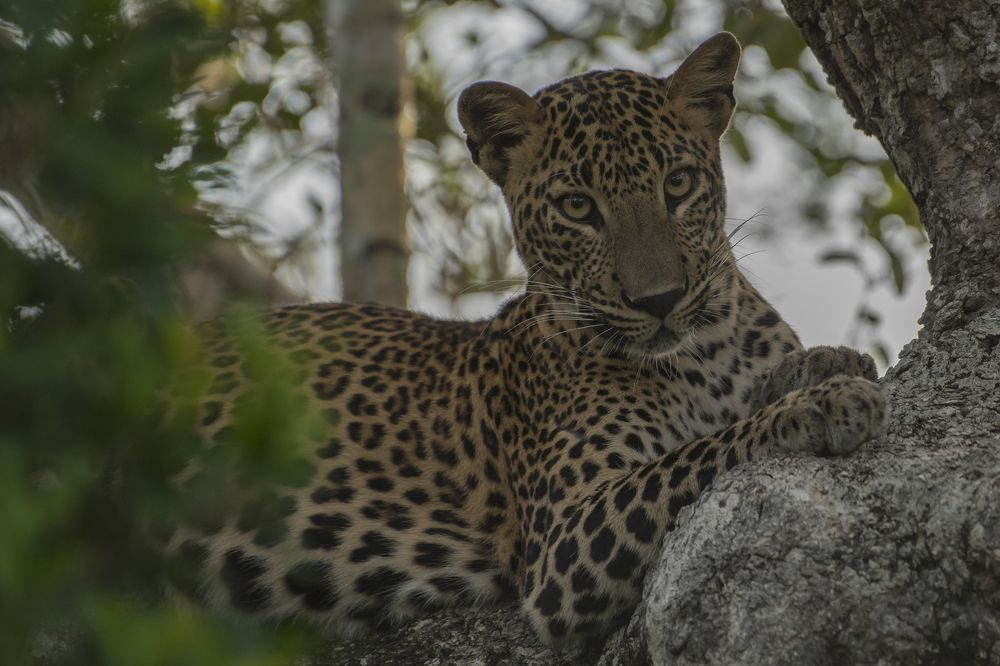 They call her Michelle