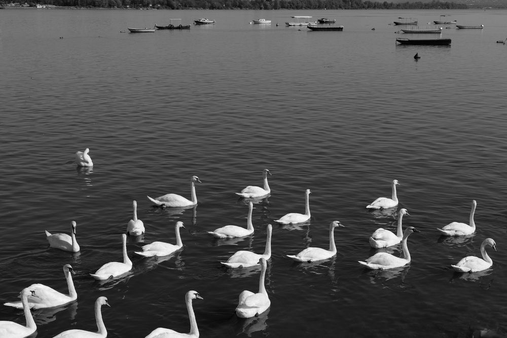 Swans on the Danube
