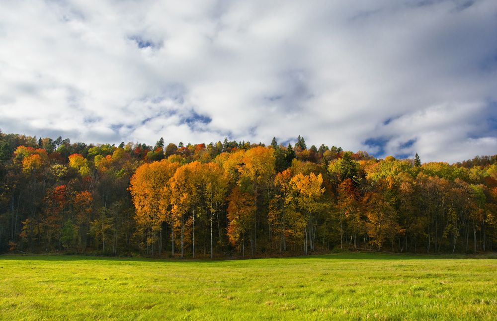 Золото осени.