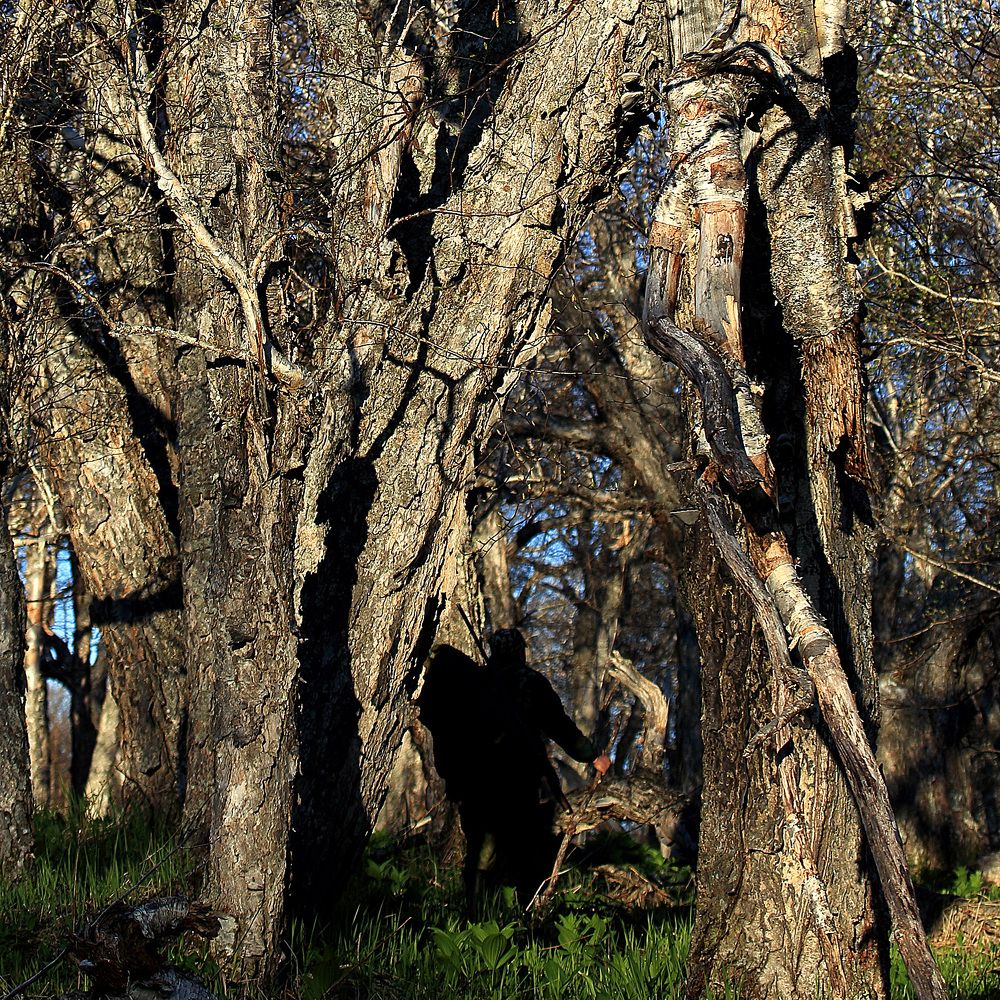 В дремучем лесу.