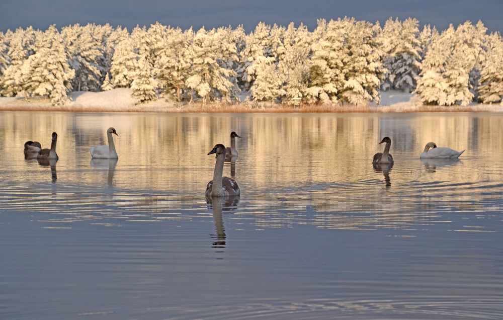 Лебедина песня.