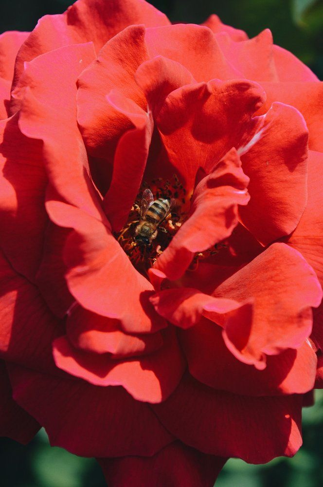 Bee and rose