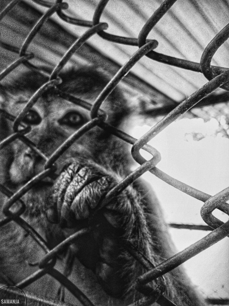 Caged