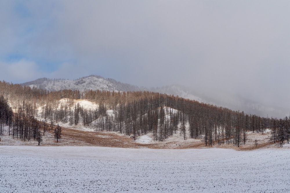 Ночью выпал снег