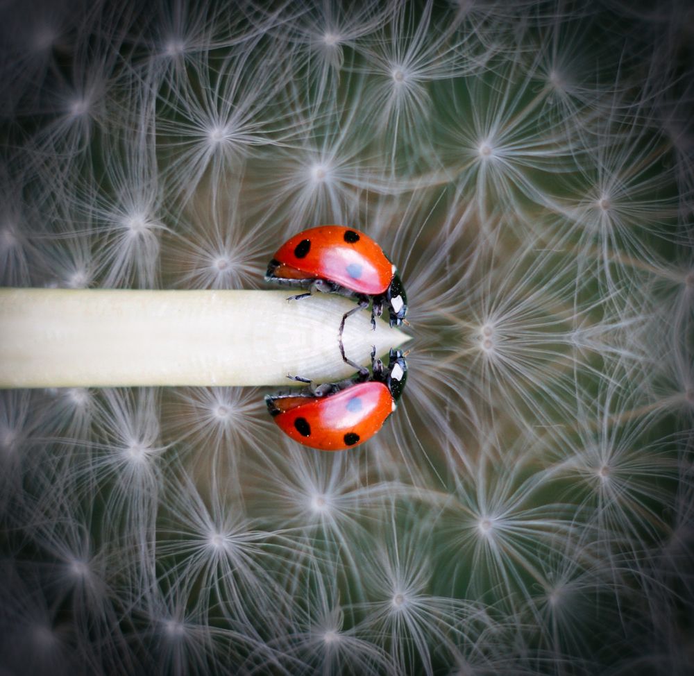 Звездная ночь