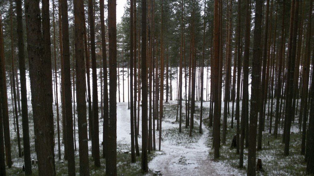 Зимний лес