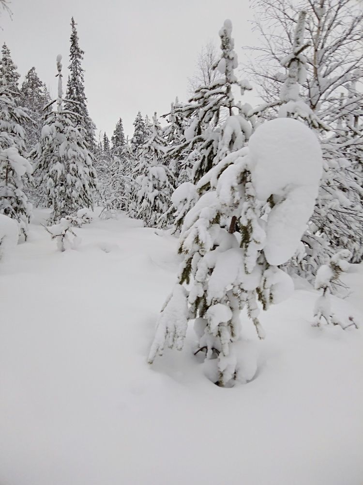 Зимой на лыжне.