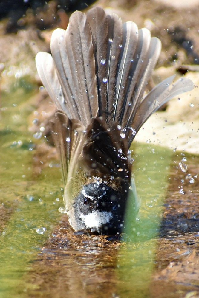 bird photography bird action wildlife photography