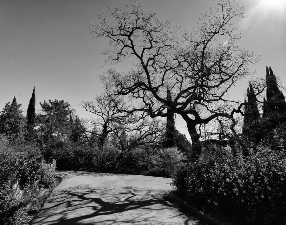 Photograph by Александр Пиленгас