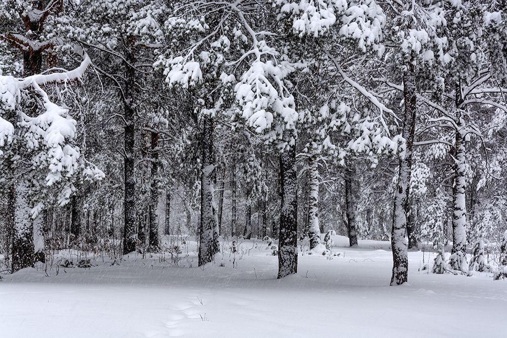 Снежная зима 2018