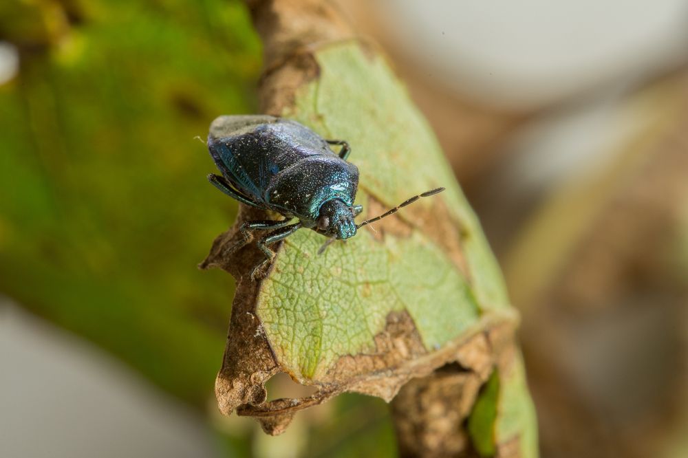wanderer bug on a rusted leaf