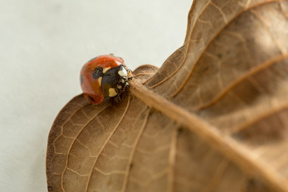 wanderer beetle on a rusted leaf