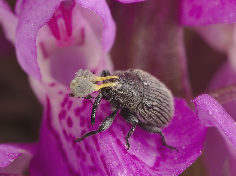 Тяжелая ноша