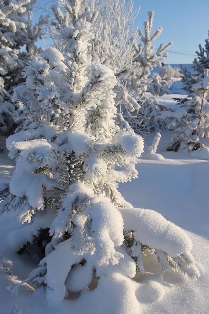 Рождественское утро