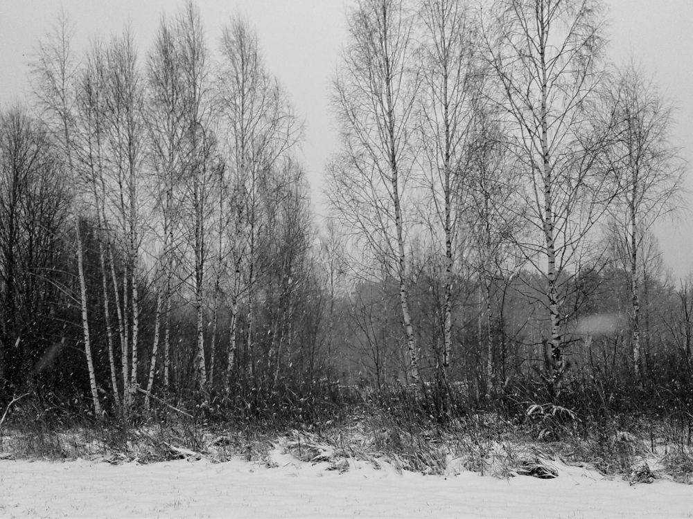 Белые березы