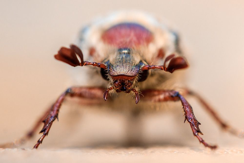 Майский жук