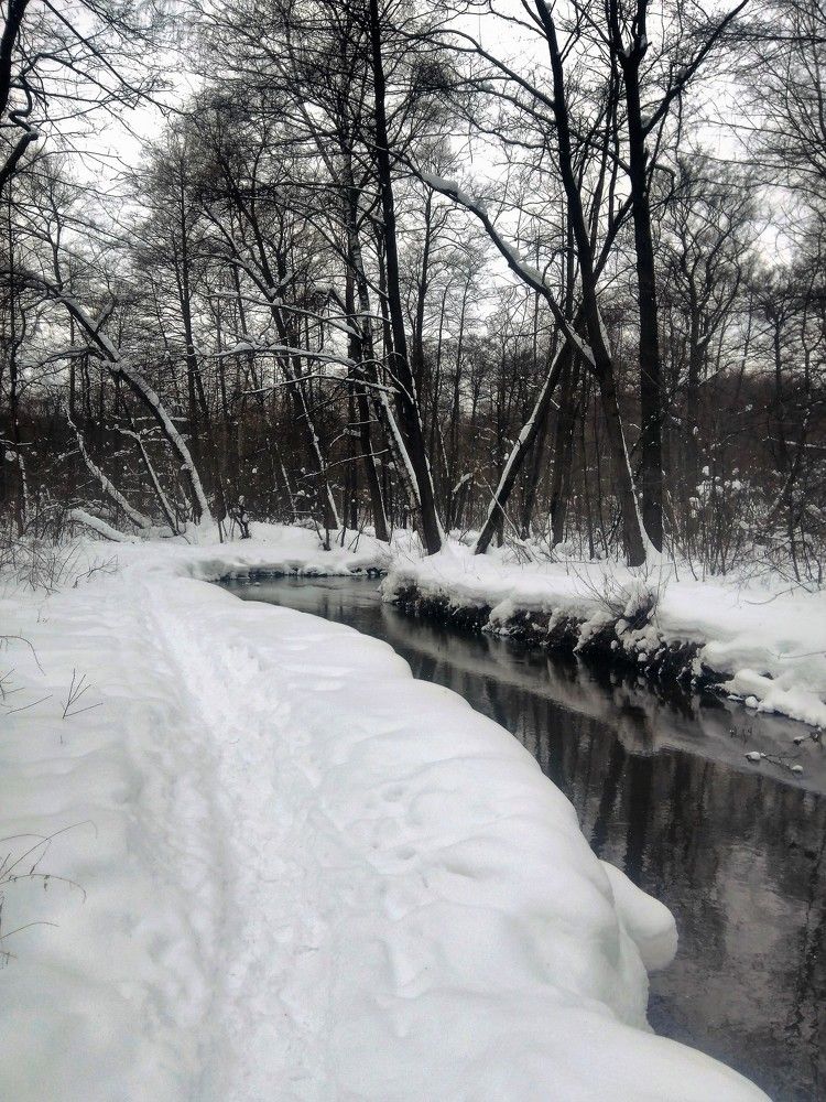 Речка среди бурелома