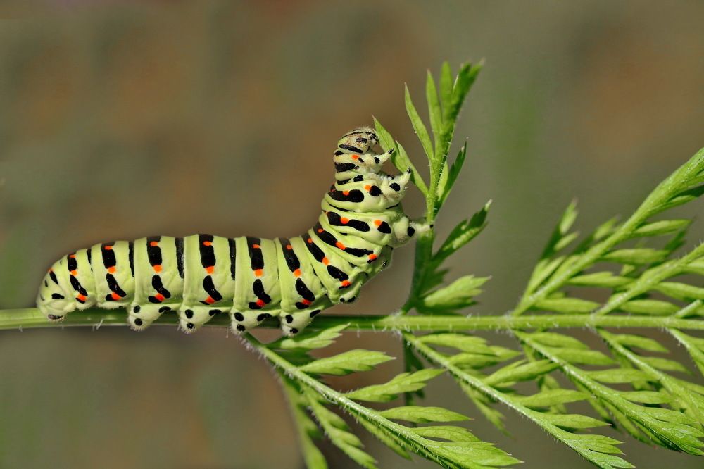 Photograph by Игорь Осипов