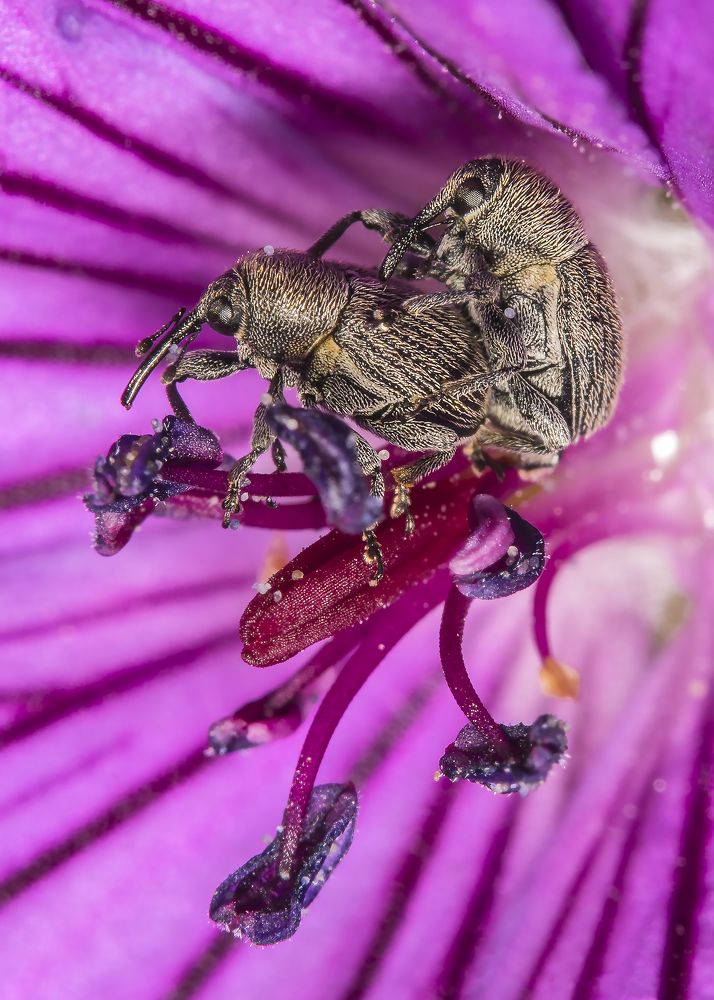 Розовое настроение