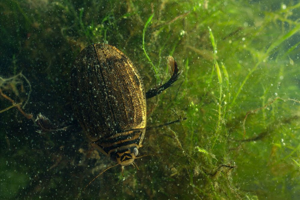 Подводный жук - плавунец