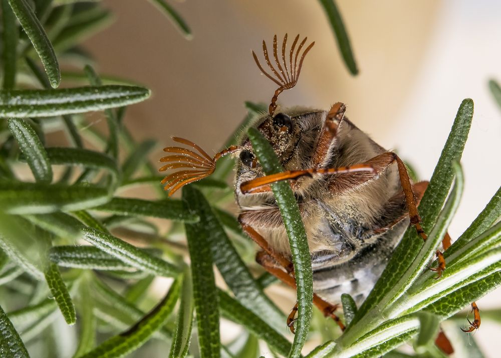 Майская свежесть