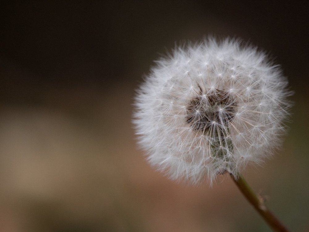 Dandelion in autumn