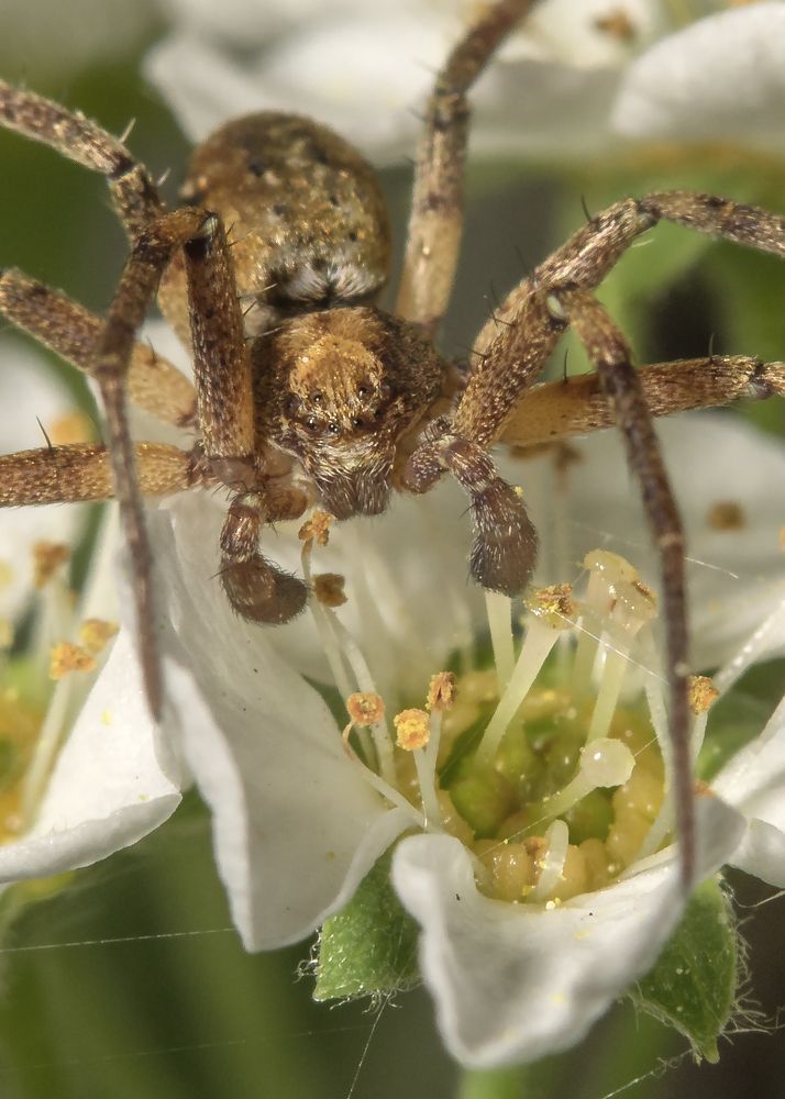 А теперь десерт...