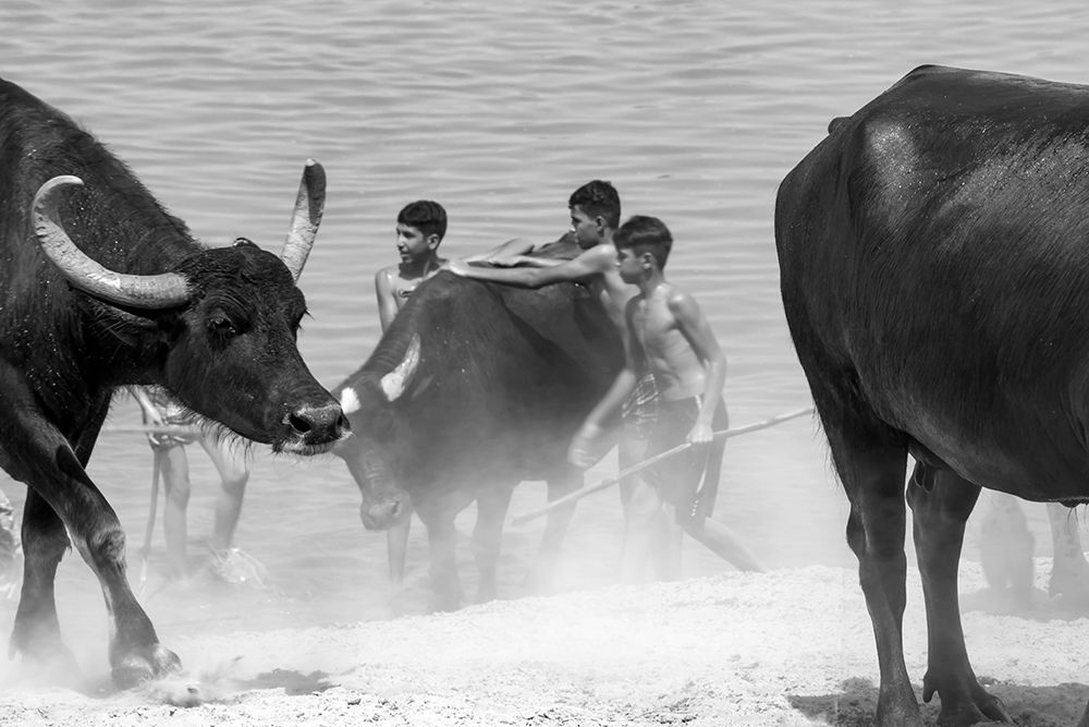 The coexistence of humans and animals.