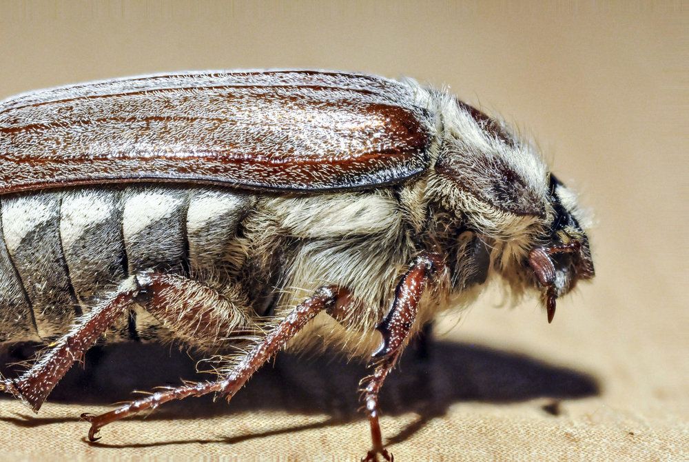 Майский экспонат