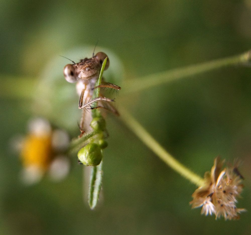 Остановите Землю, я сойду!