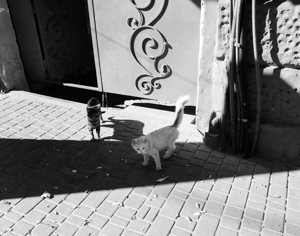 Черный кот, белая кошка