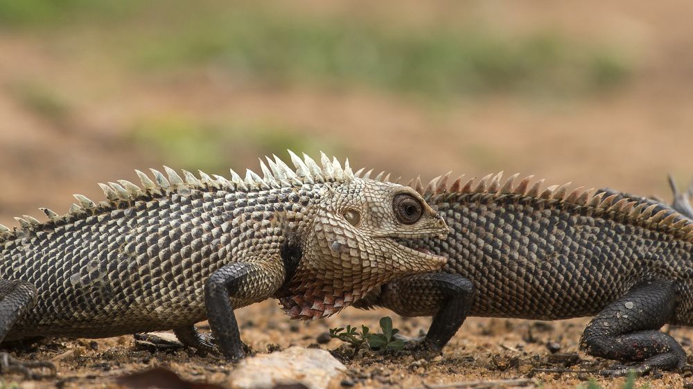 Battle of the mini-titans