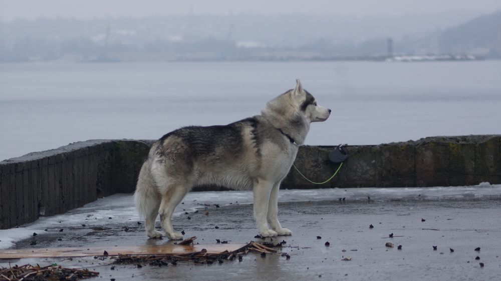 Odin