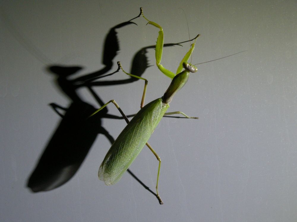 Бой с тенью