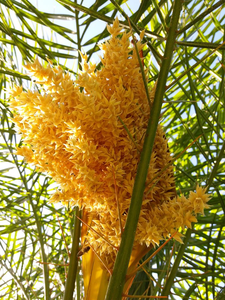 Palm blossom