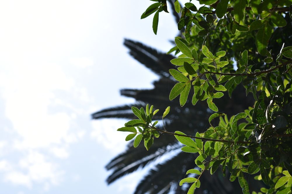 Naturaleza