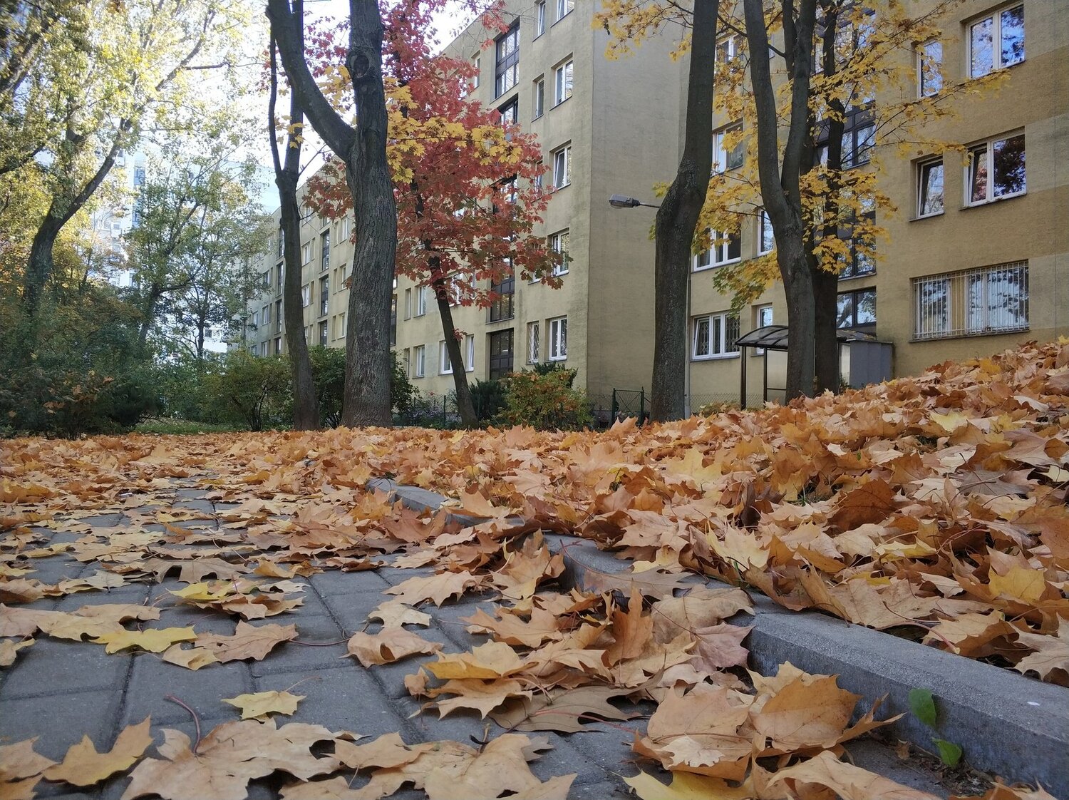 Листопад