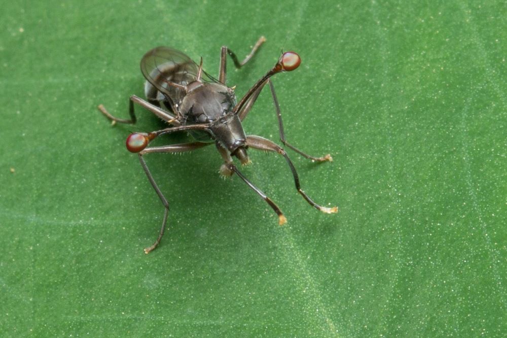 Stalk-eyed fly