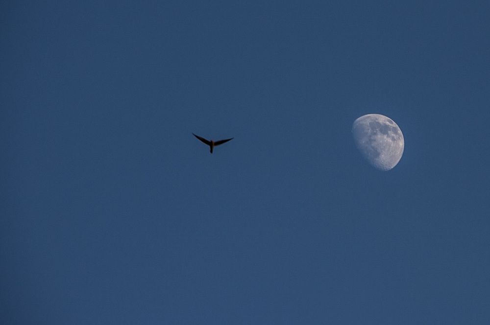 moon and berd