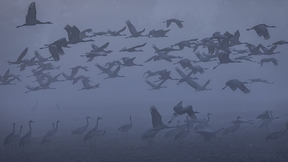 cranes in fog