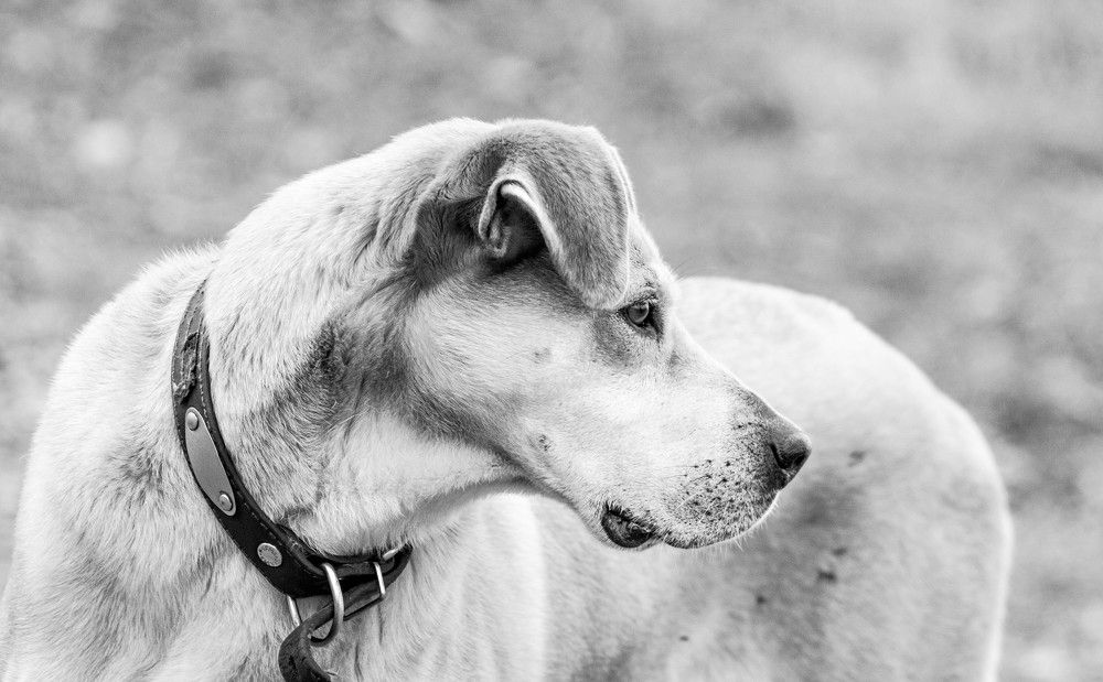 собака, достойная портрета