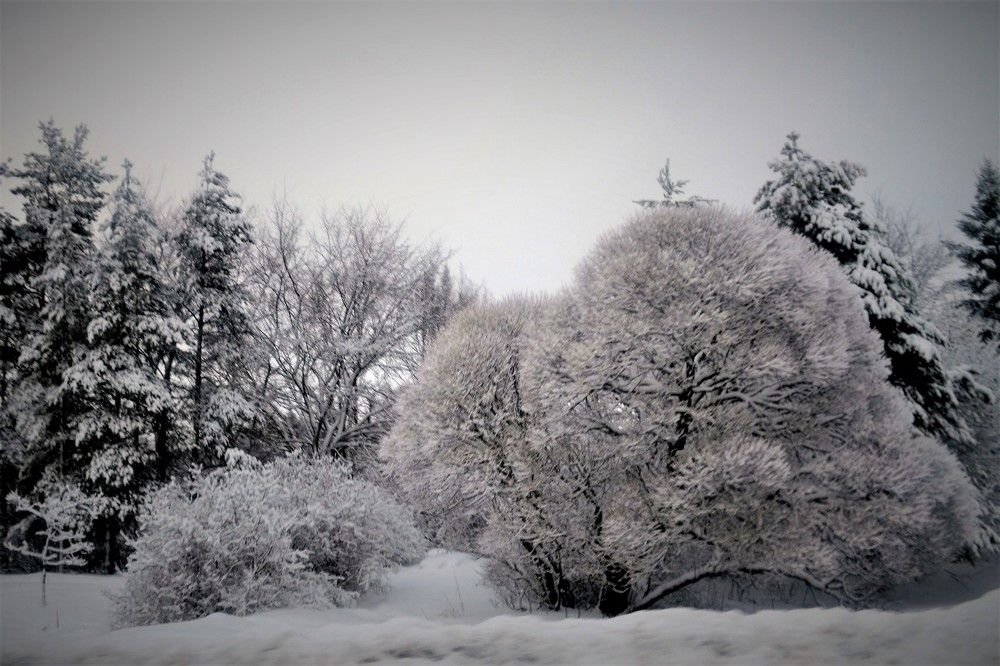 Морозное утро