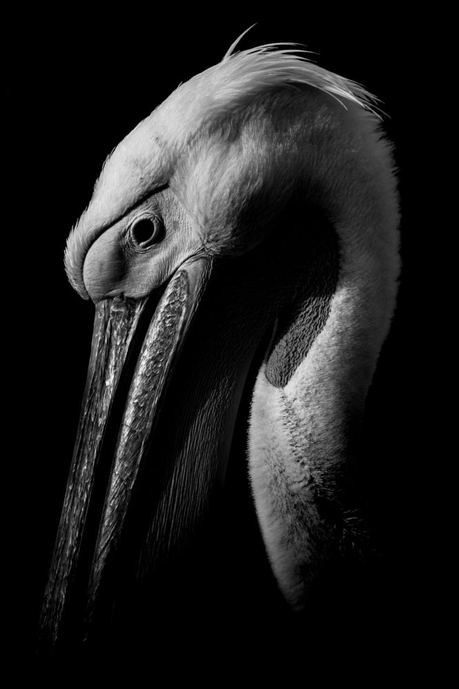 Pelican