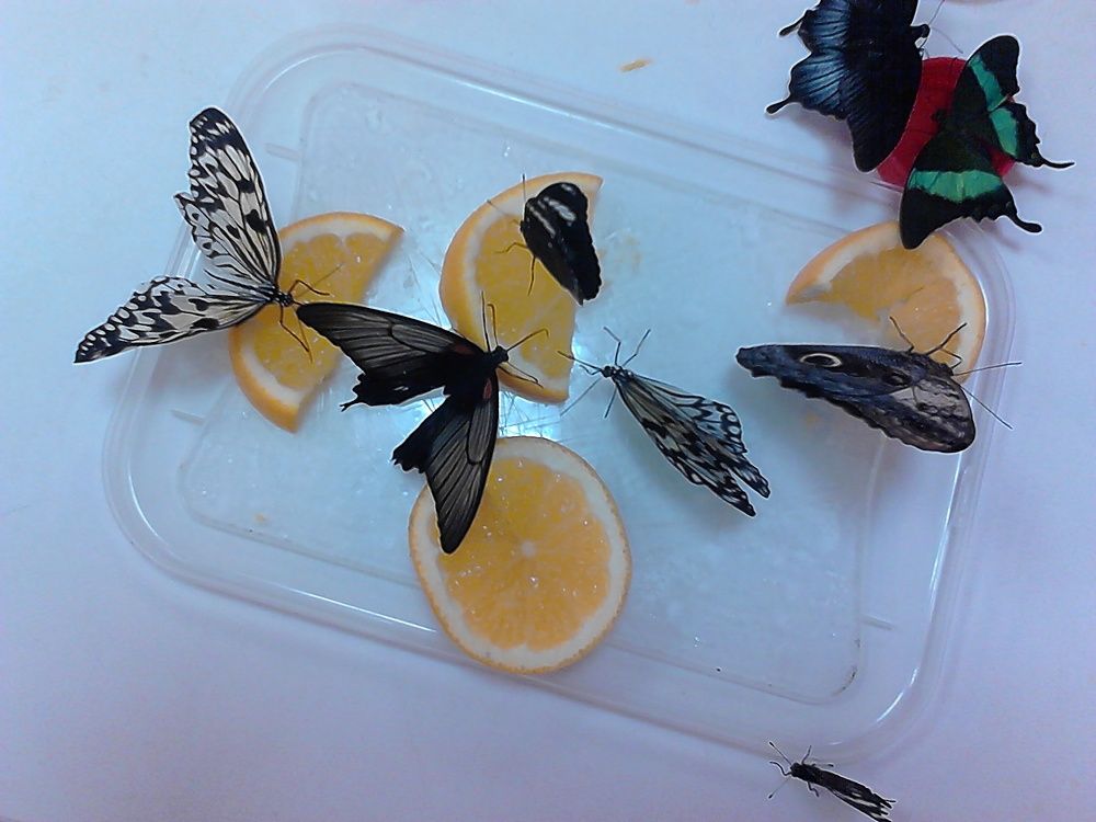 Завтрак бабочек