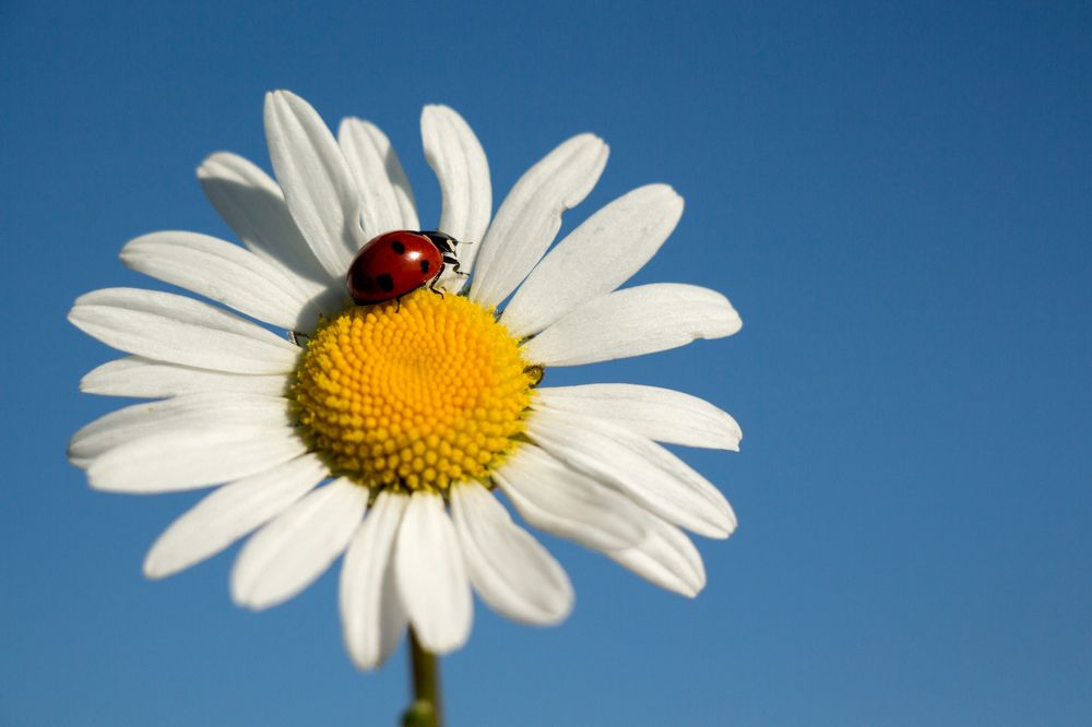 Божья коровка